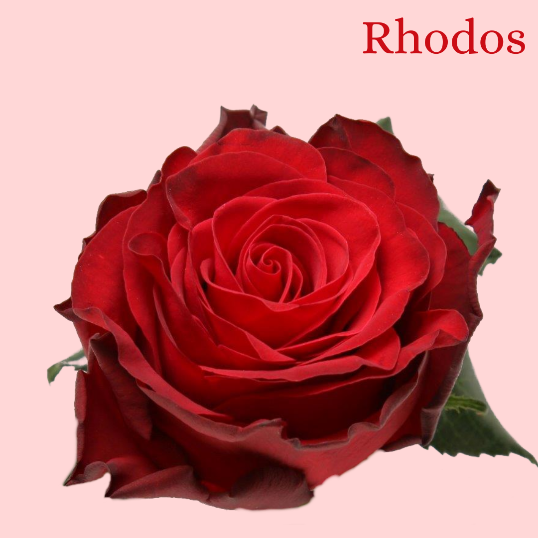 ROSE RHODOS 60
